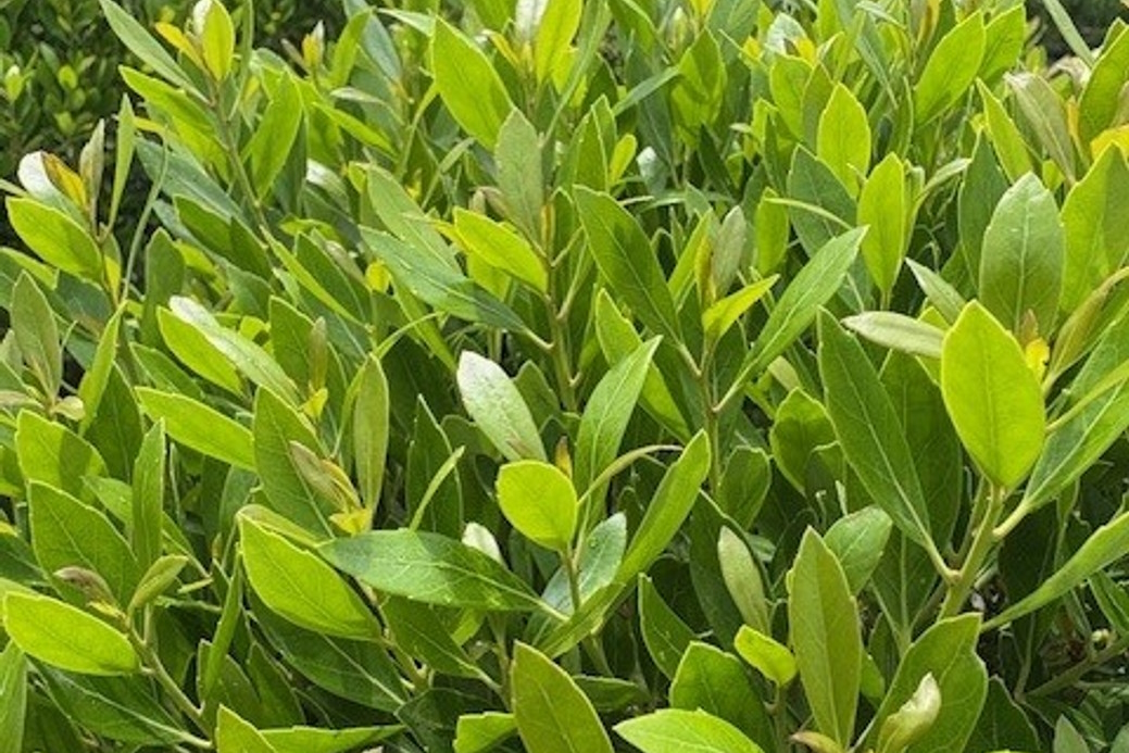 Inkberry Holly 'Shamrock' 5 Gallon