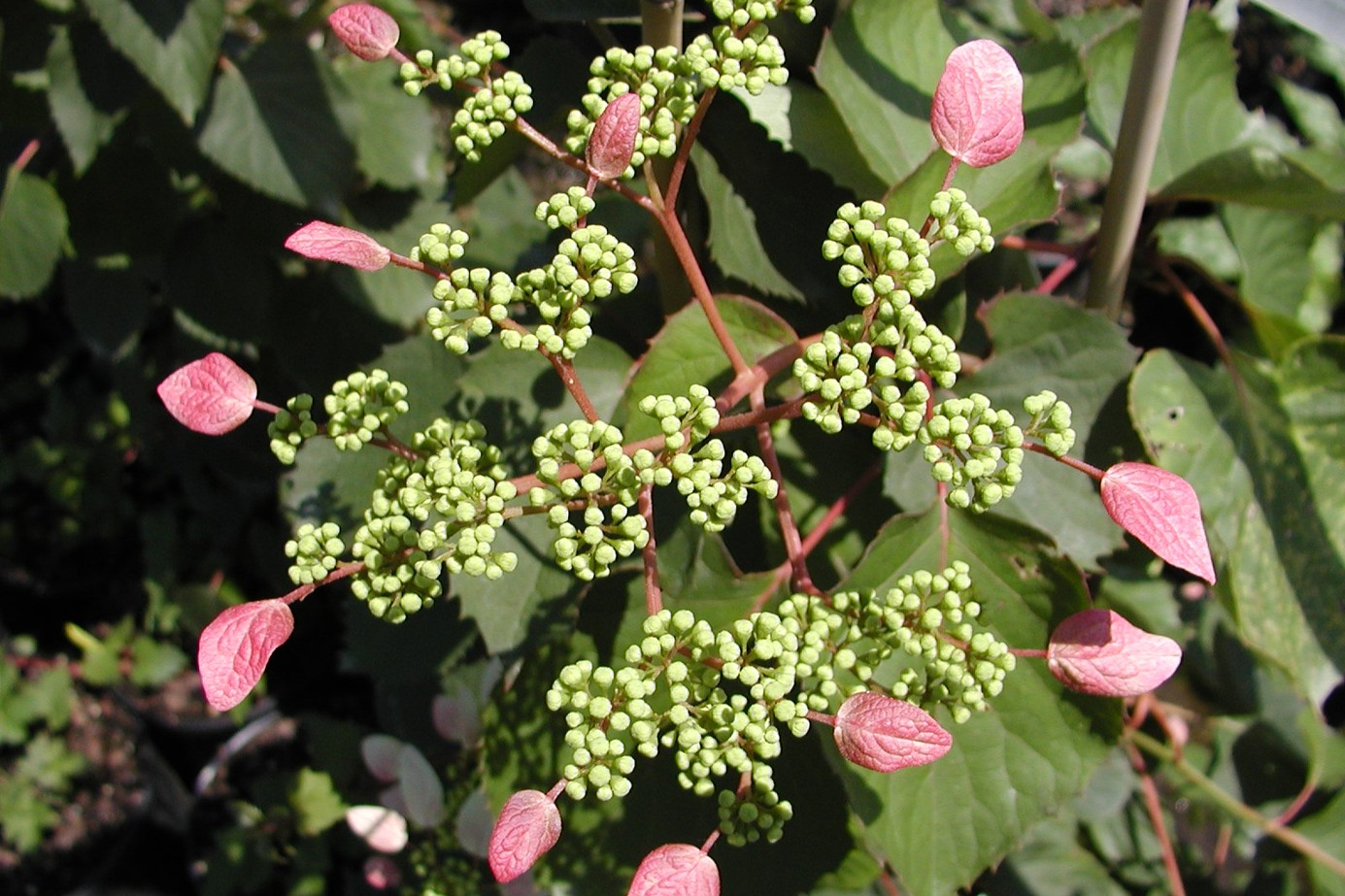 False Hydrangea Vine Roseum 2 Gallon