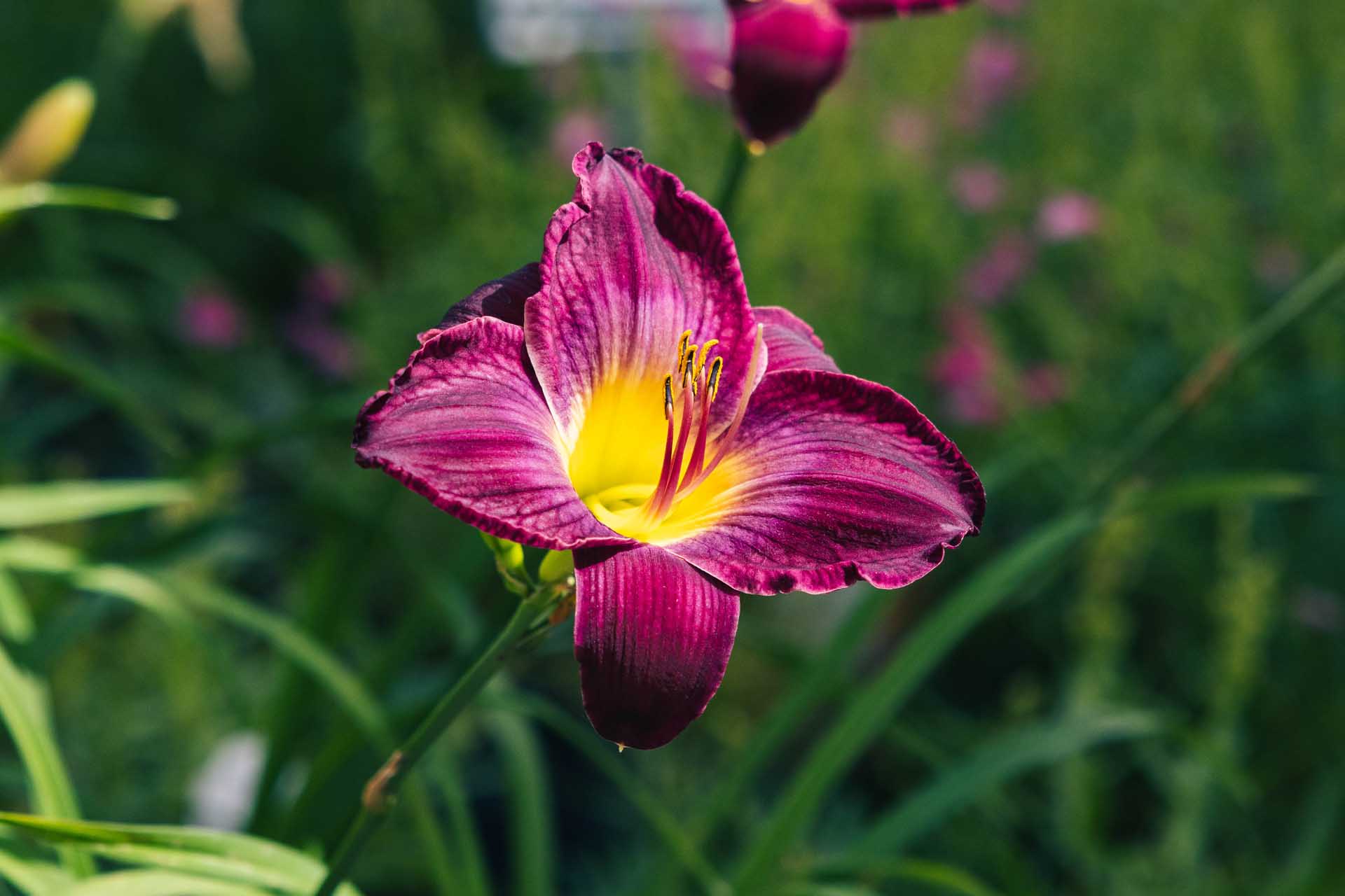 Daylily 'Bela Lugosi' 1 Gallon