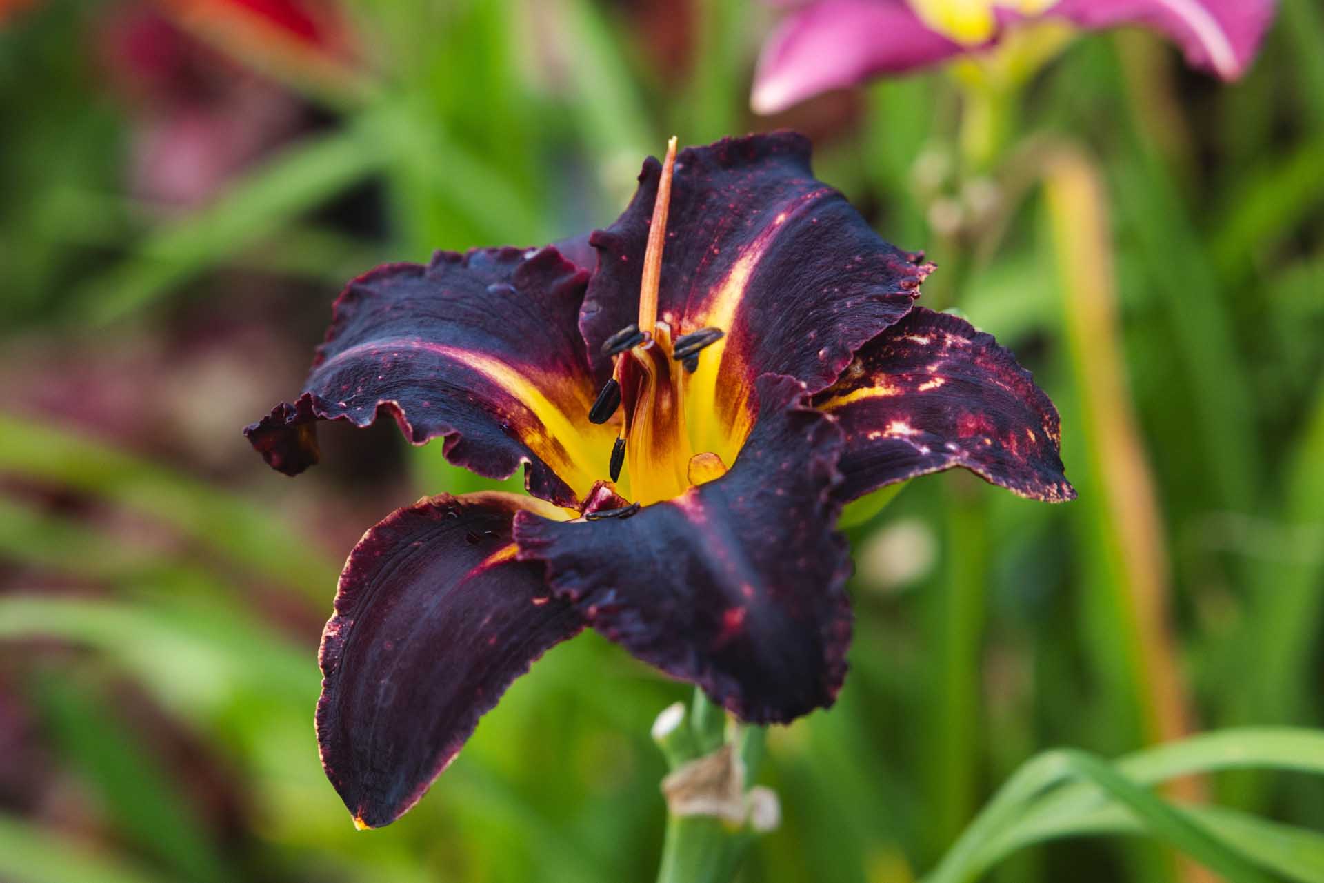 Daylily 'Black Stockings' 1 Gallon