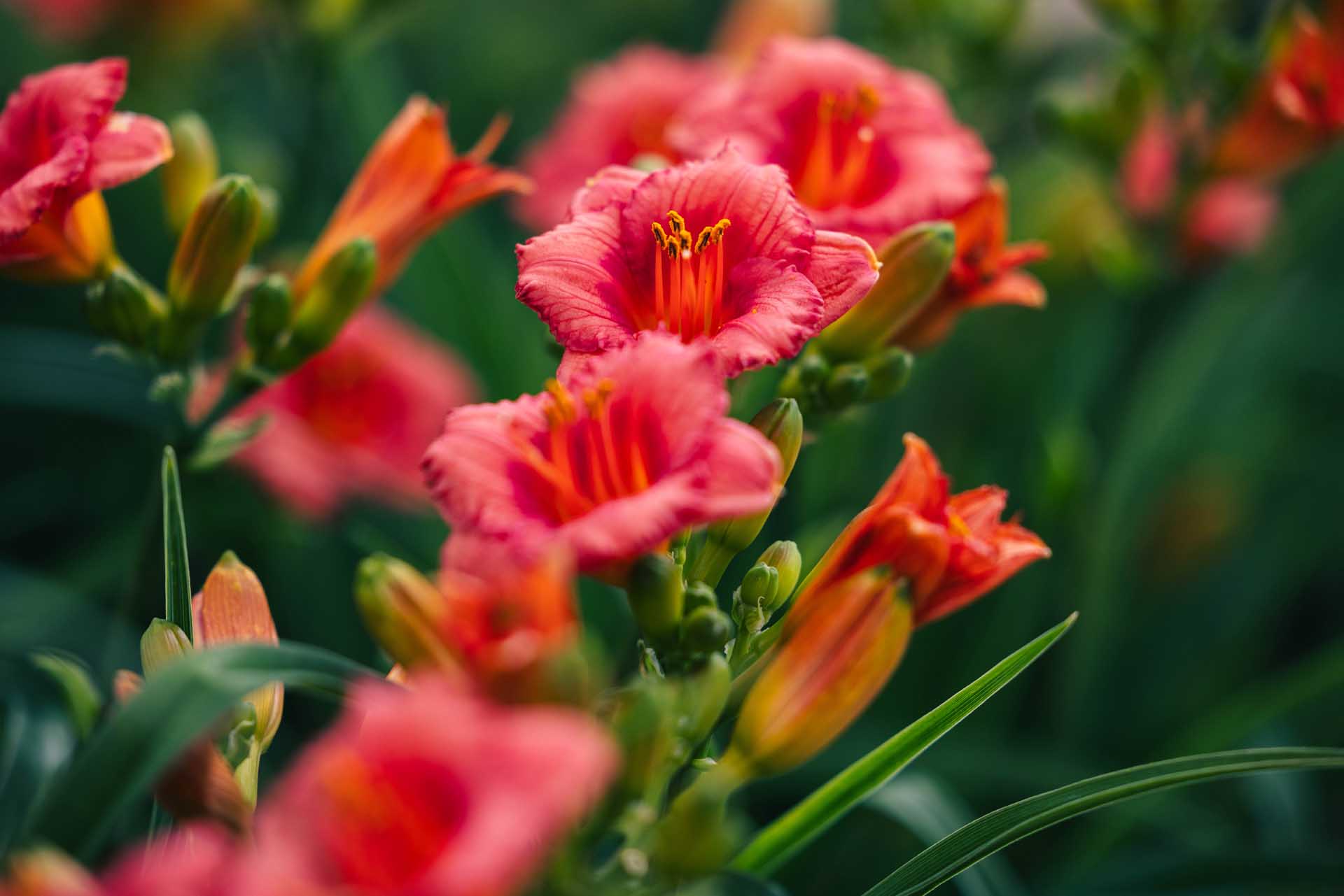 Daylily 'Cosmopolitan' 2 Gallon