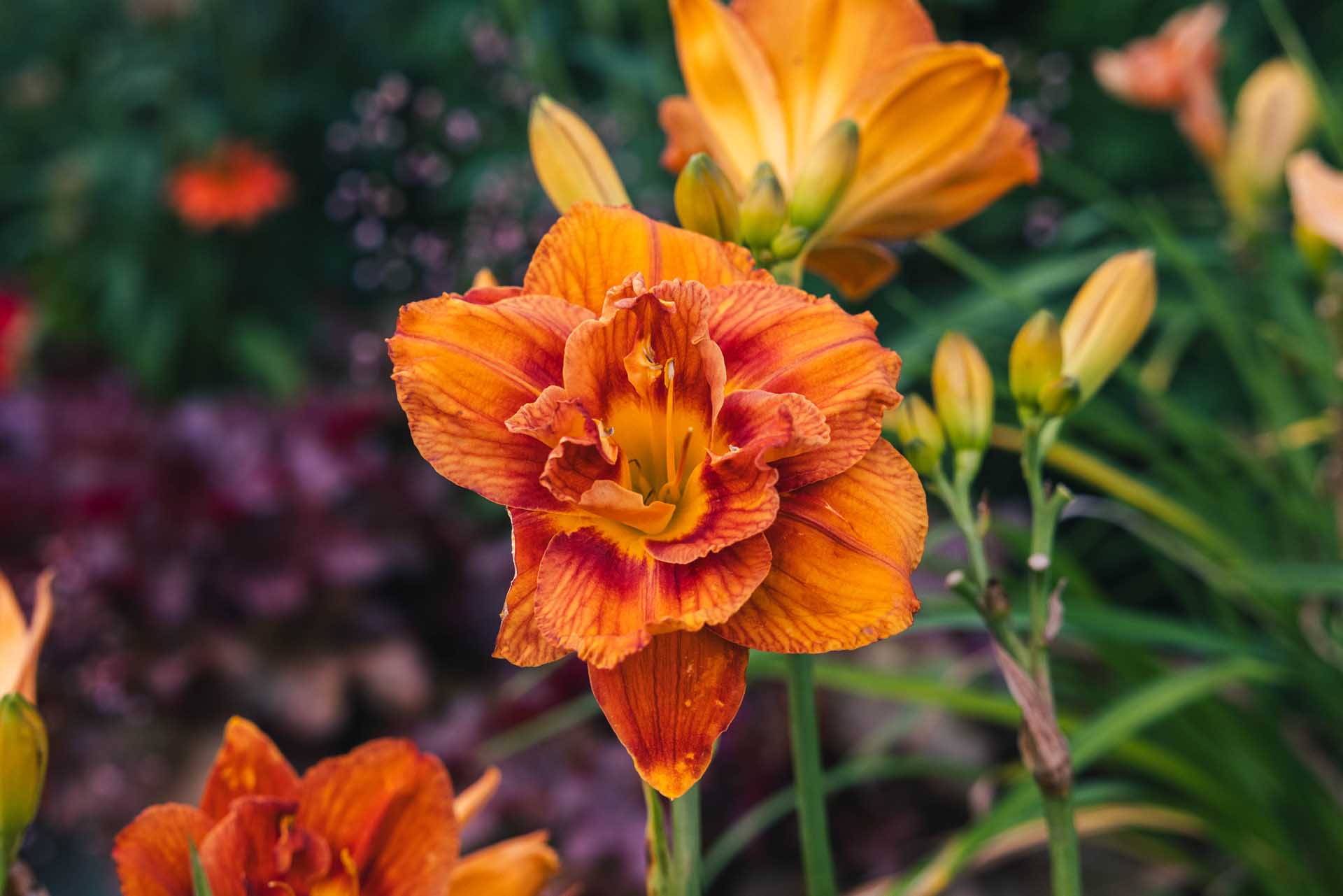 Daylily 'Doublicious' 2 Gallon