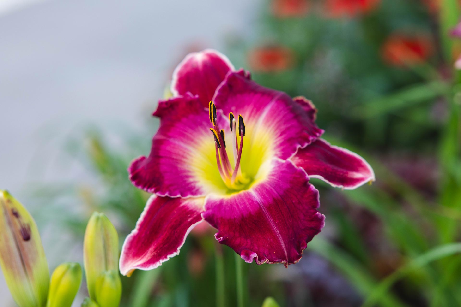 Daylily Rainbow Rhythm&reg; Blood, Sweat & Tears 1 Gallon
