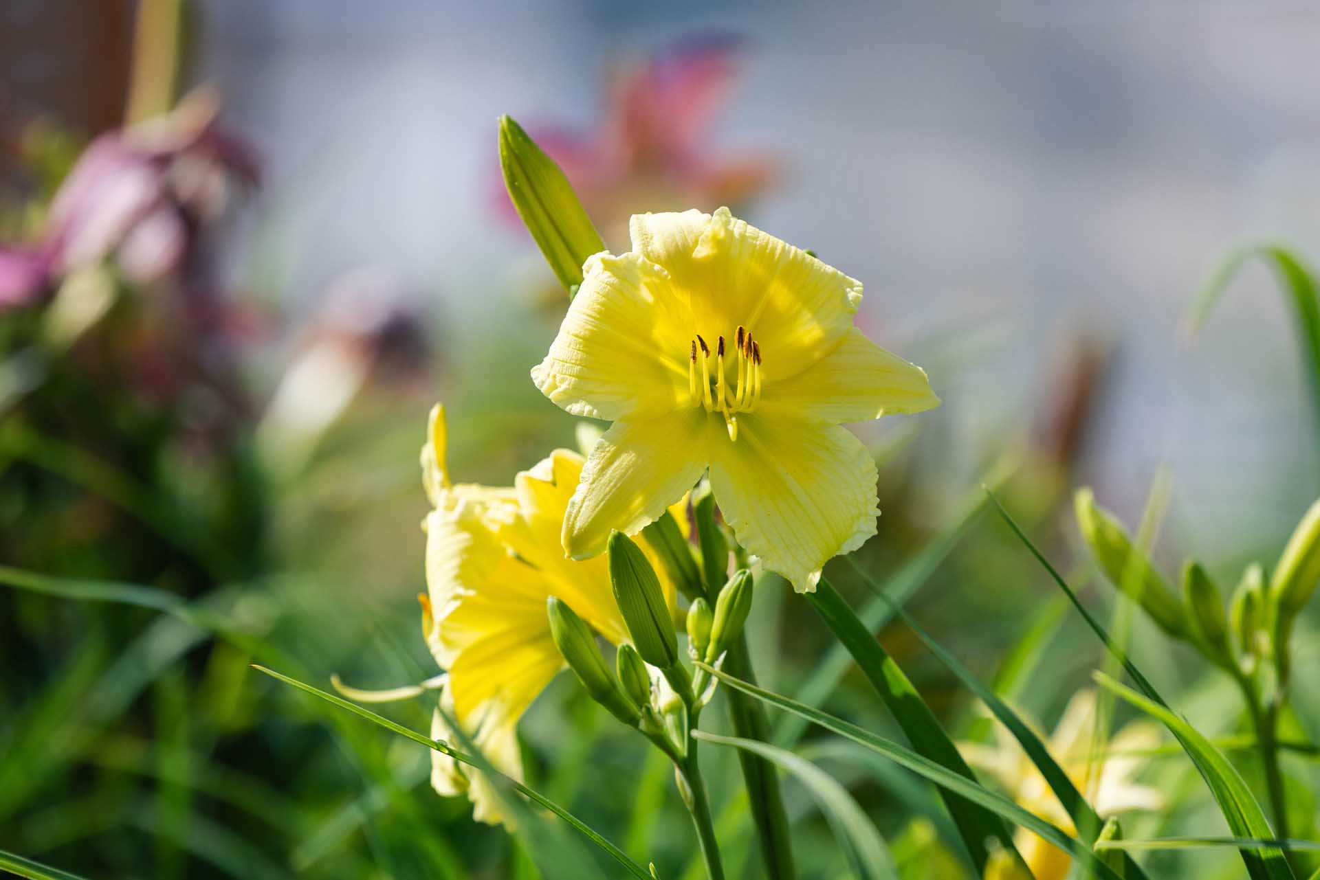Daylily 'Happy Returns' 1 Gallon