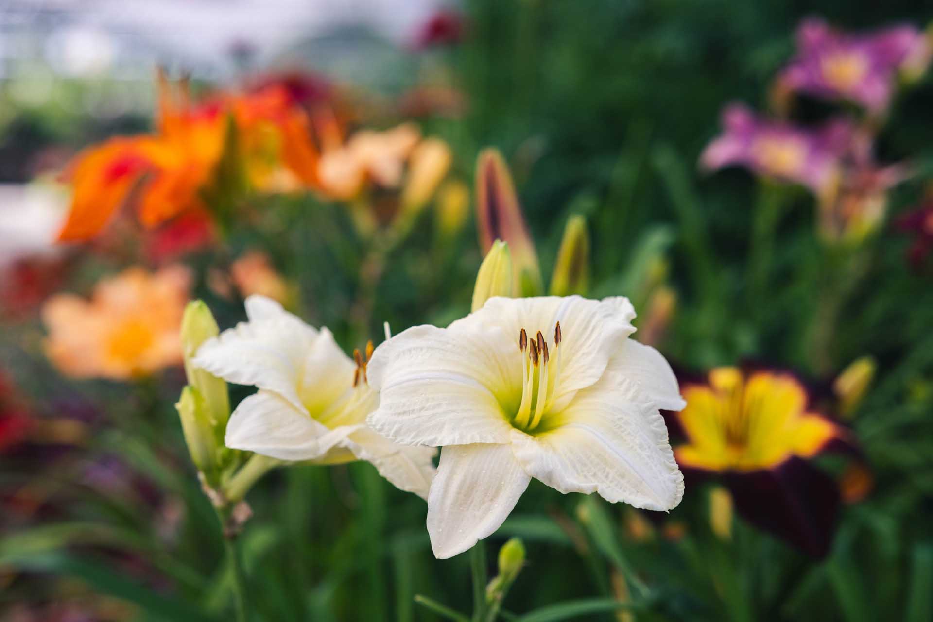 Daylily 'Joan Senior' 1 Gallon