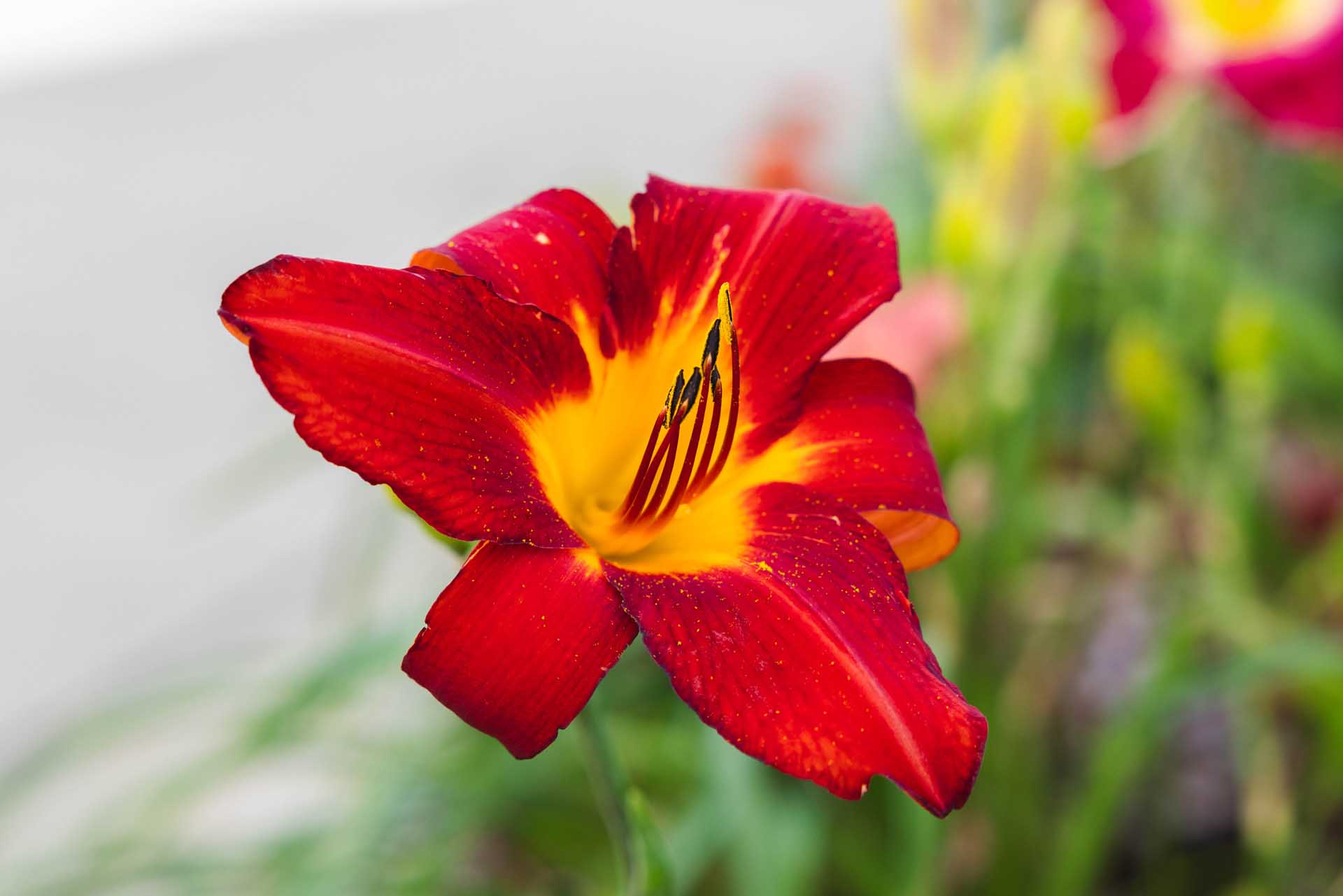 Daylily 'Lusty Lealand' 1 Gallon