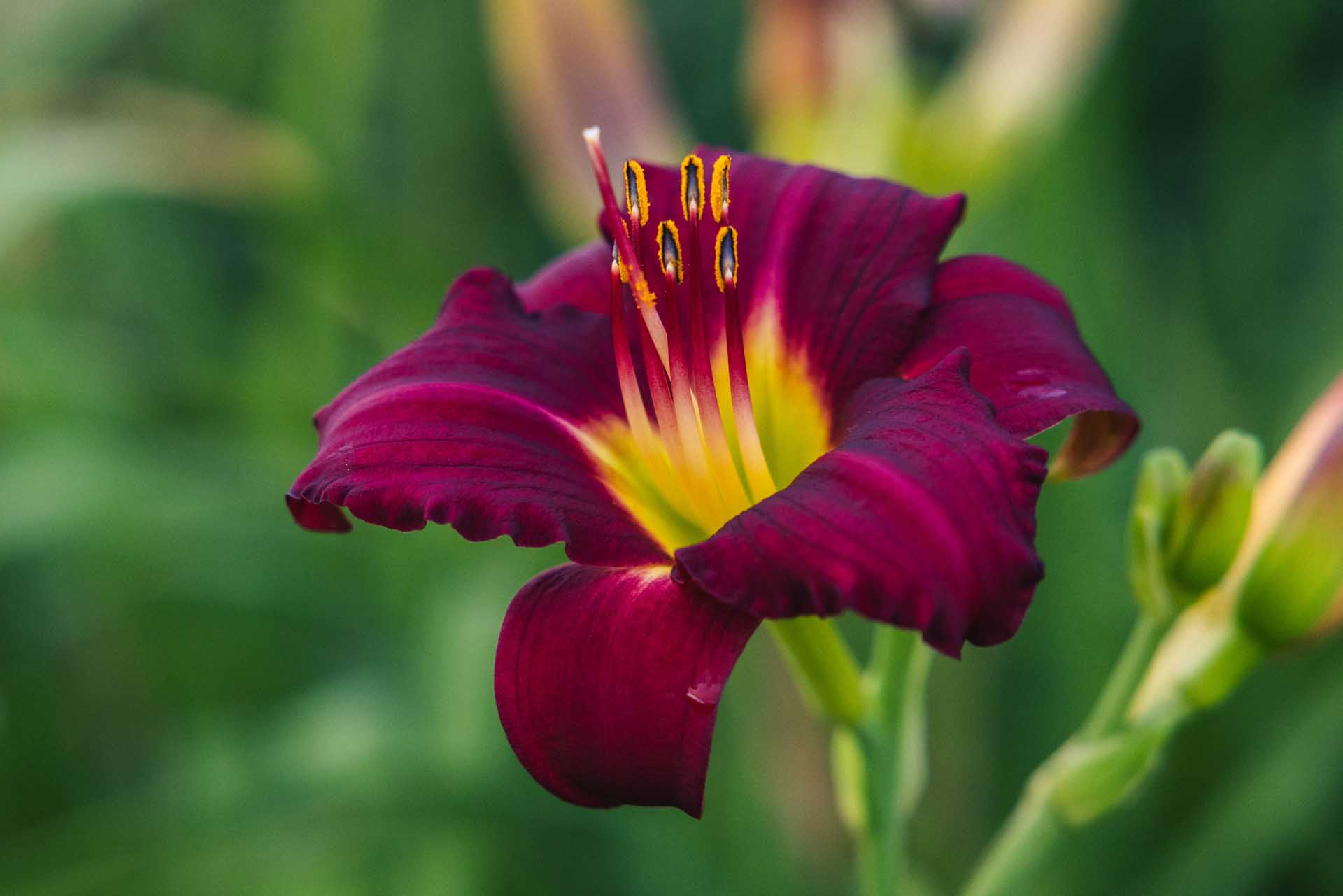 Daylily 'Pardon Me' 2 Gallon