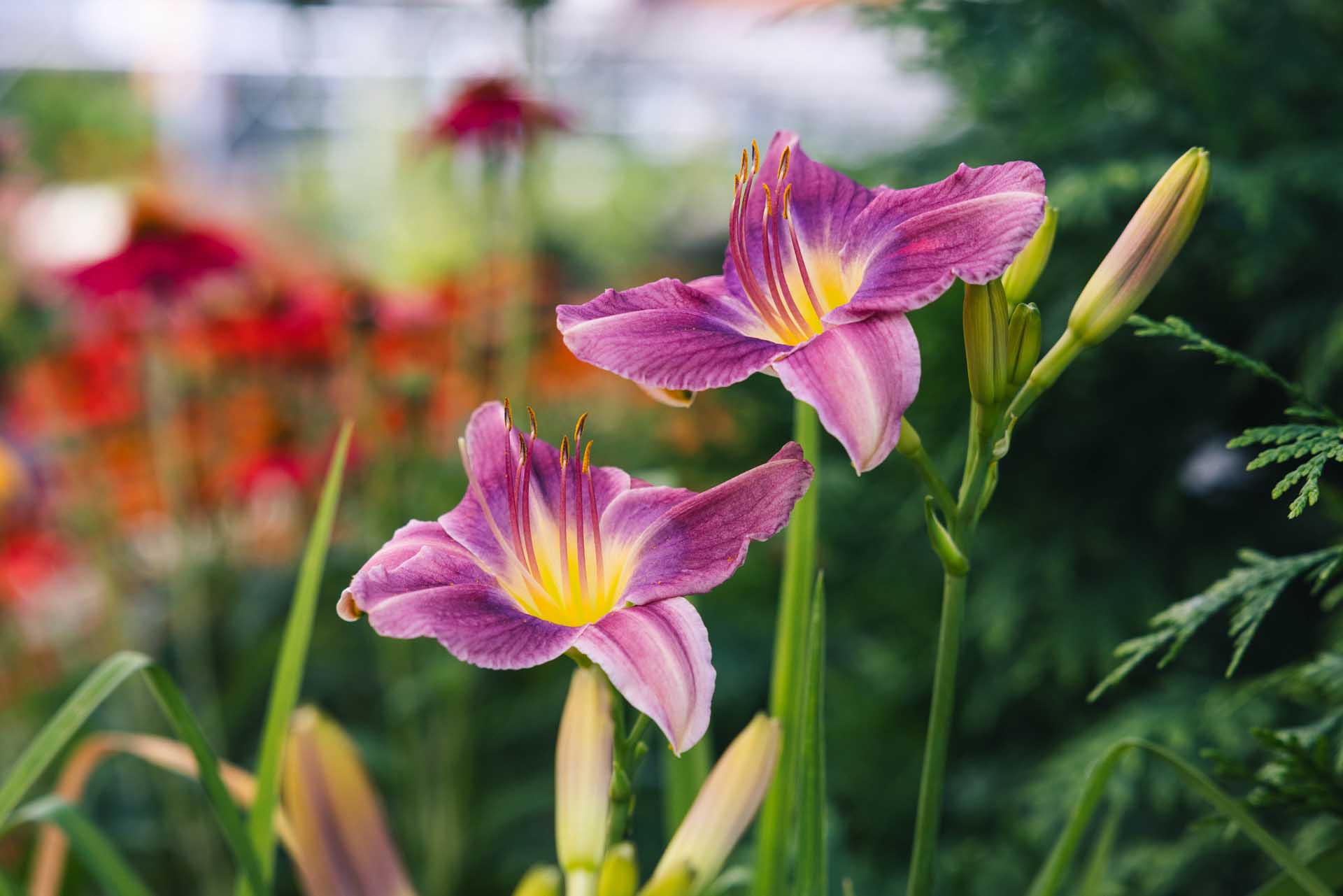 Daylily 'Prairie Blue Eyes' 1 Gallon
