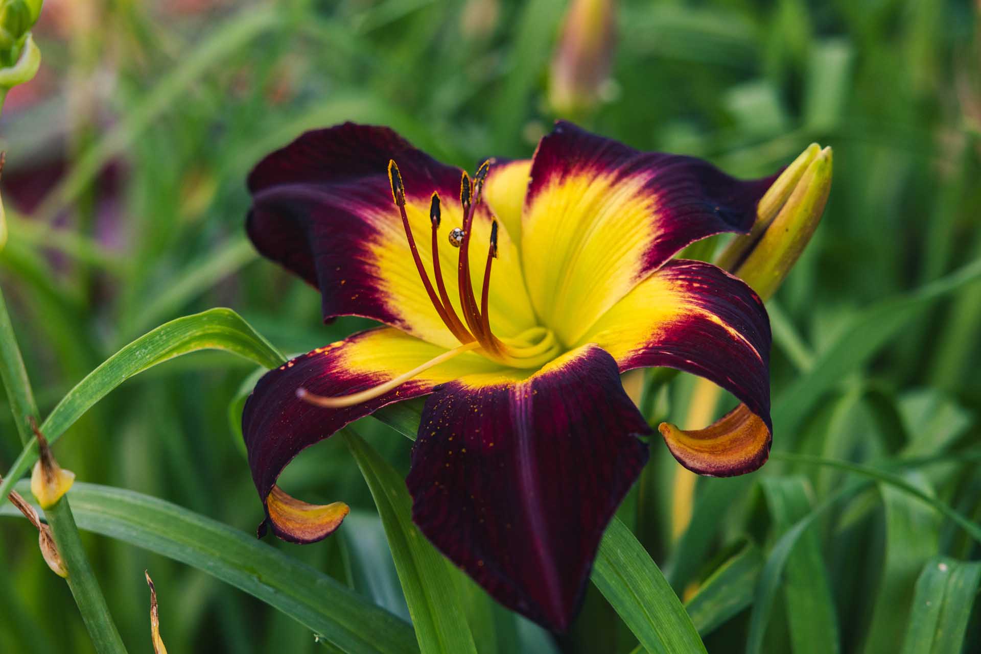 Daylily 'Persian Ruby' 1 Gallon