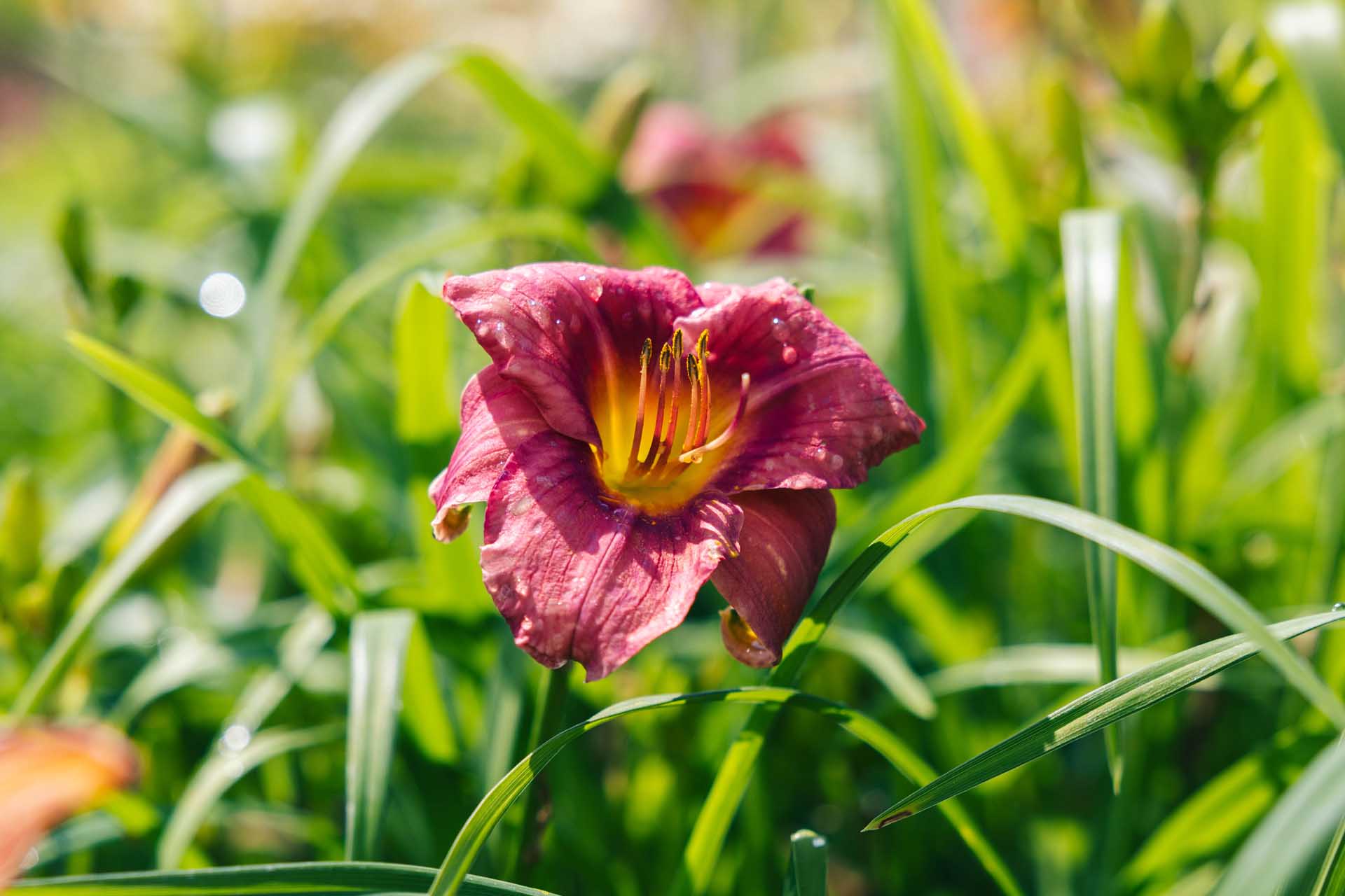 Daylily Happy Ever Appster&reg; 'Rosy Returns' 1 Gallon