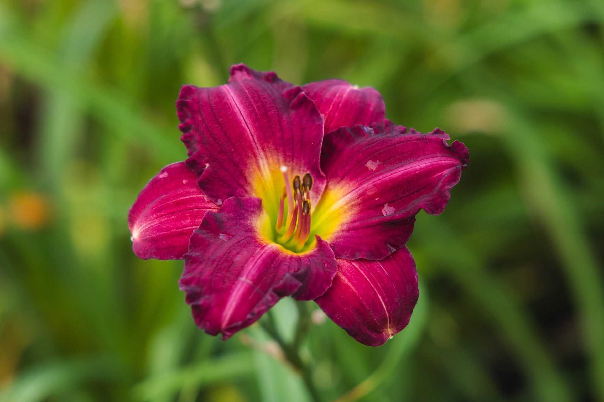 Daylily 'Siloam Royal Prince'