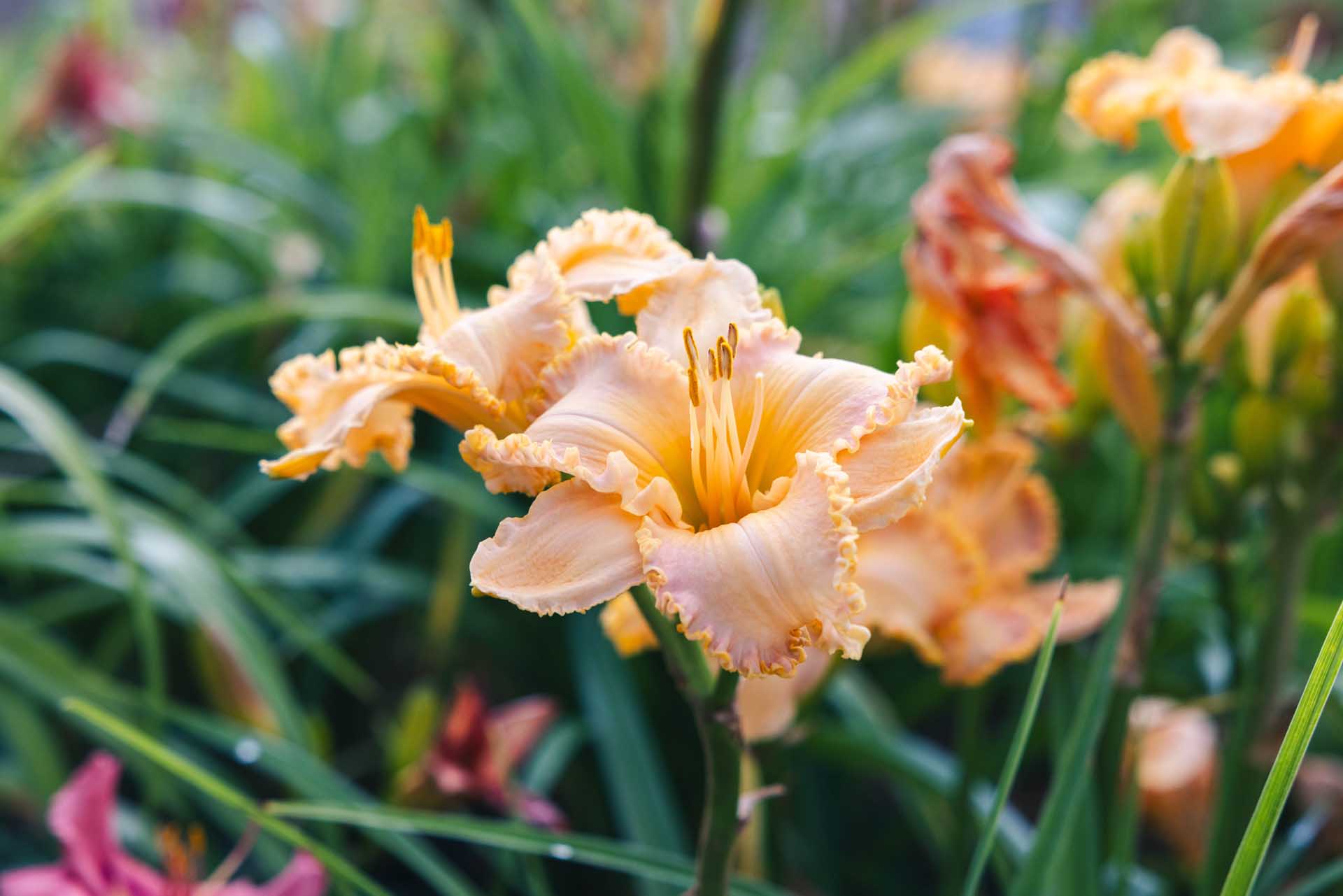 Daylily 'Spacecoast Starburst' 1 Gallon
