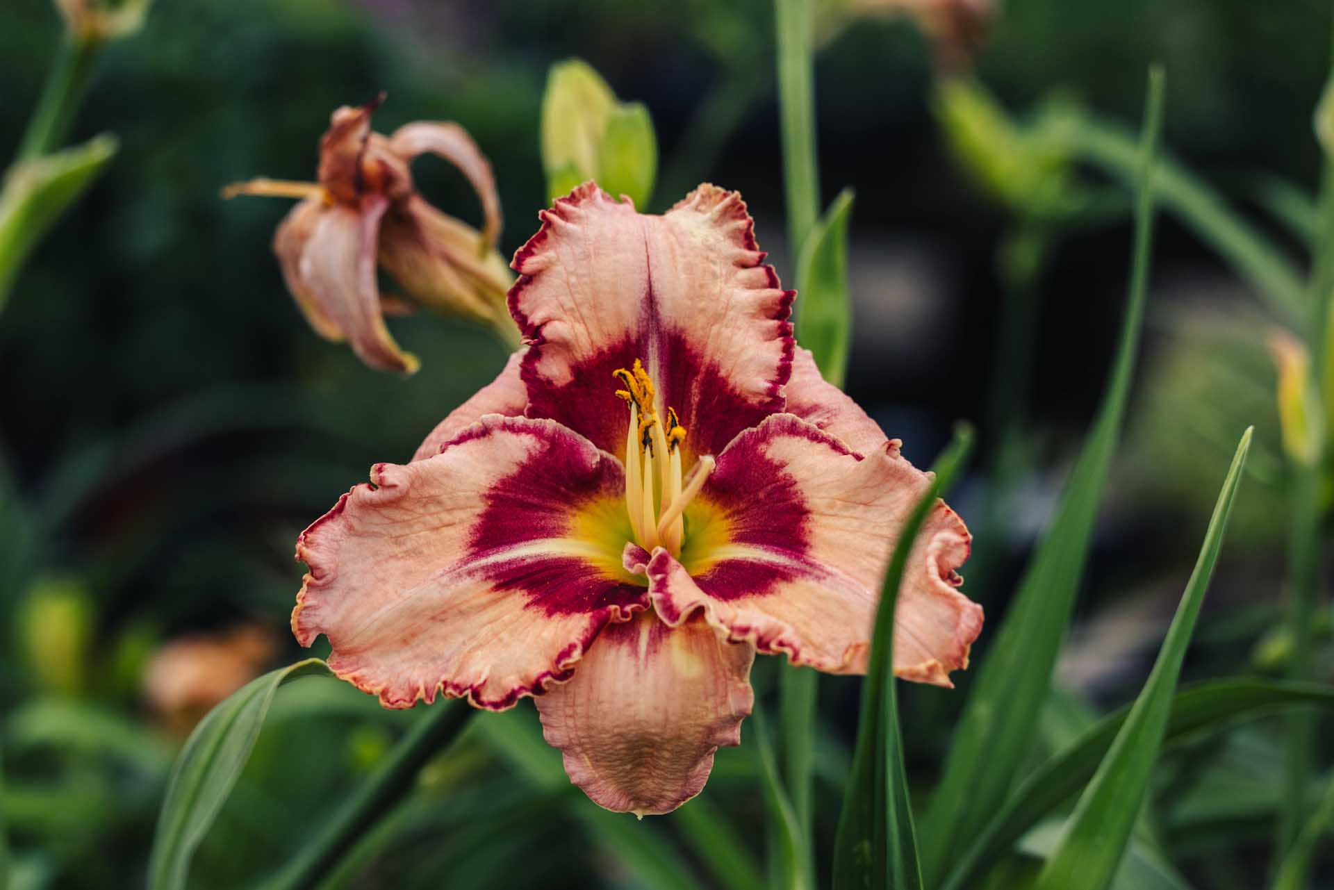 Daylily 'Lies & Lipstick' 1 Gallon