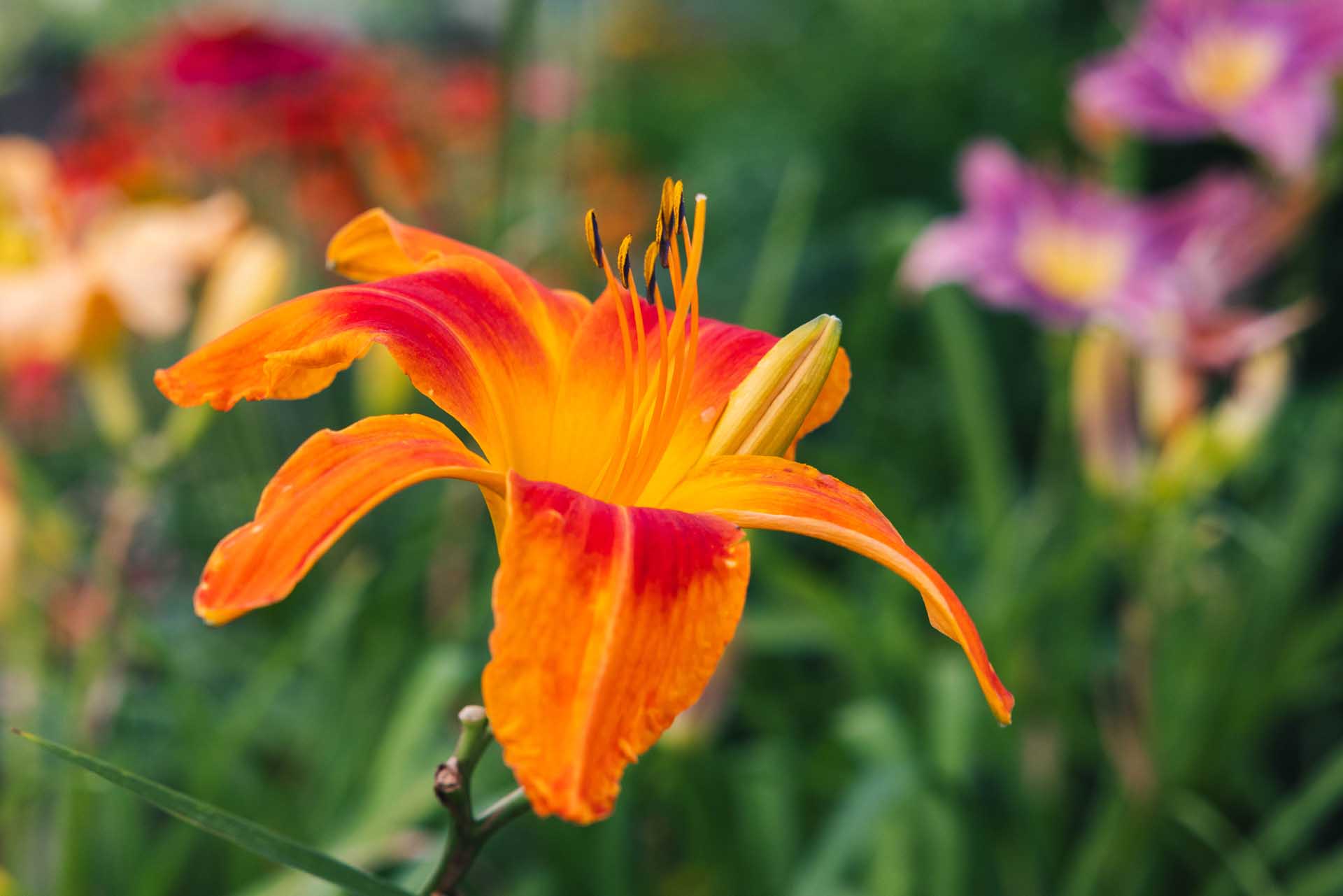 Daylily Rainbow Rhythm&reg; Primal Scream 1 Gallon