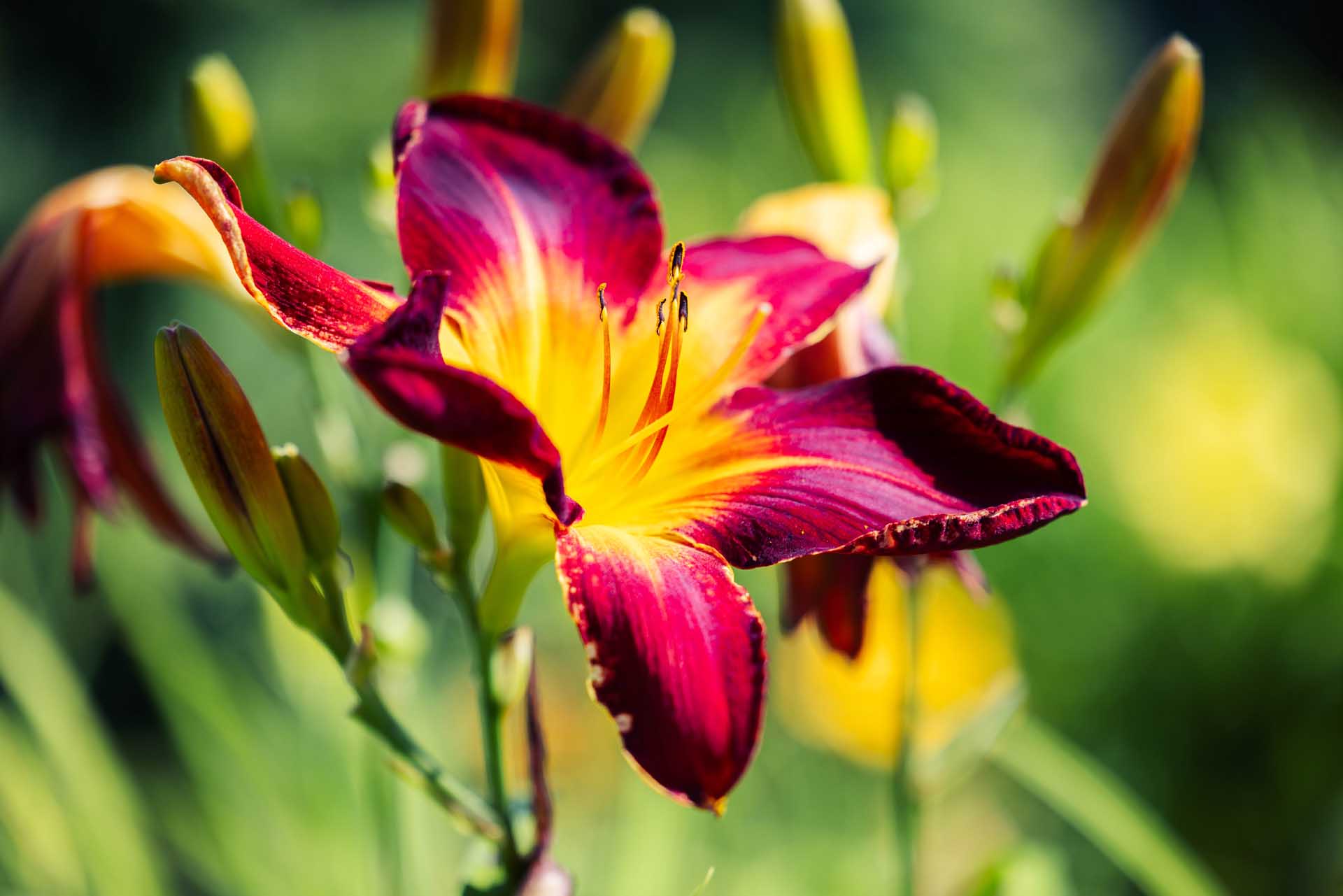Daylily 'Ruby Spider' 1 Gallon