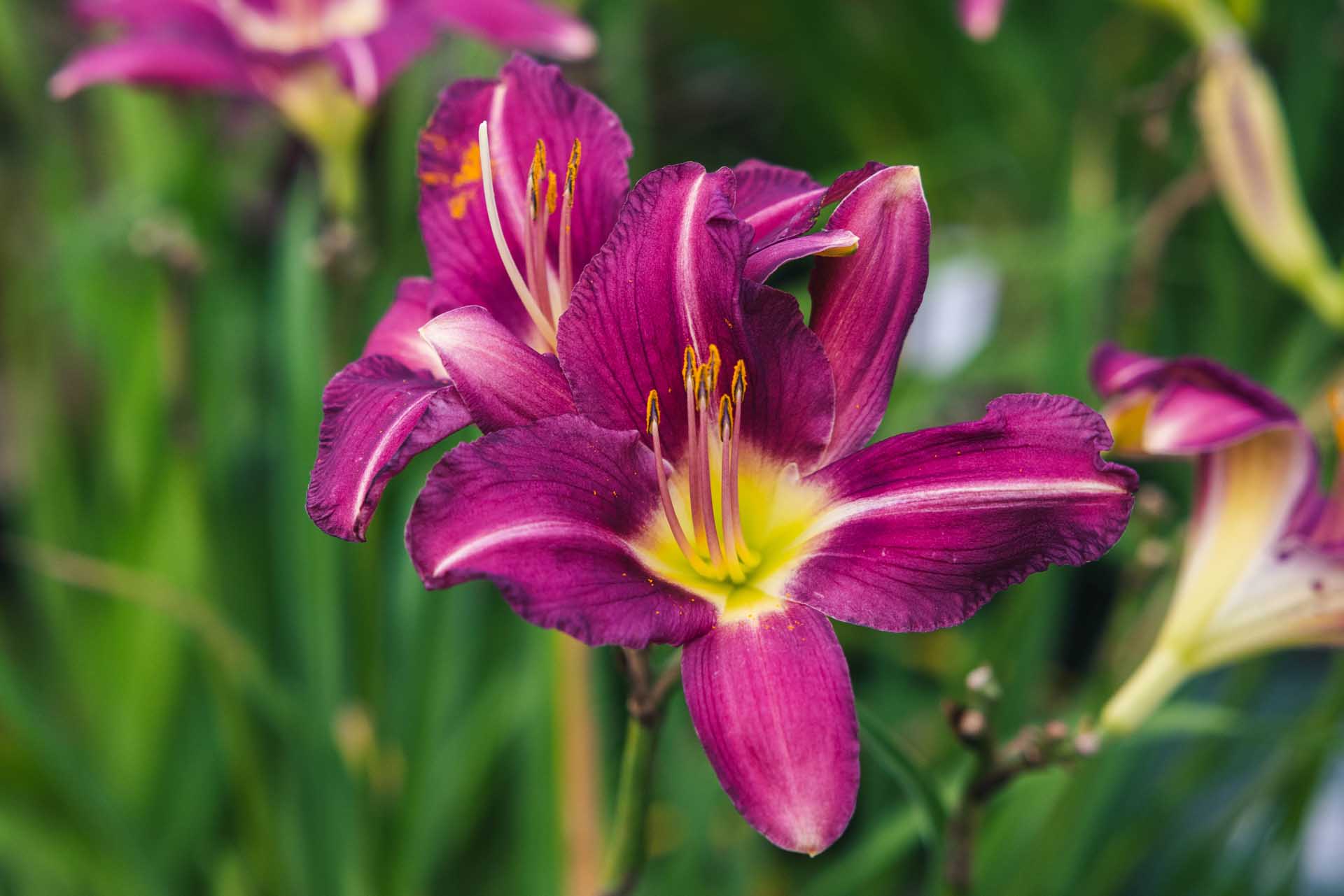 Daylily 'Shari Harrison' 2 Gallon