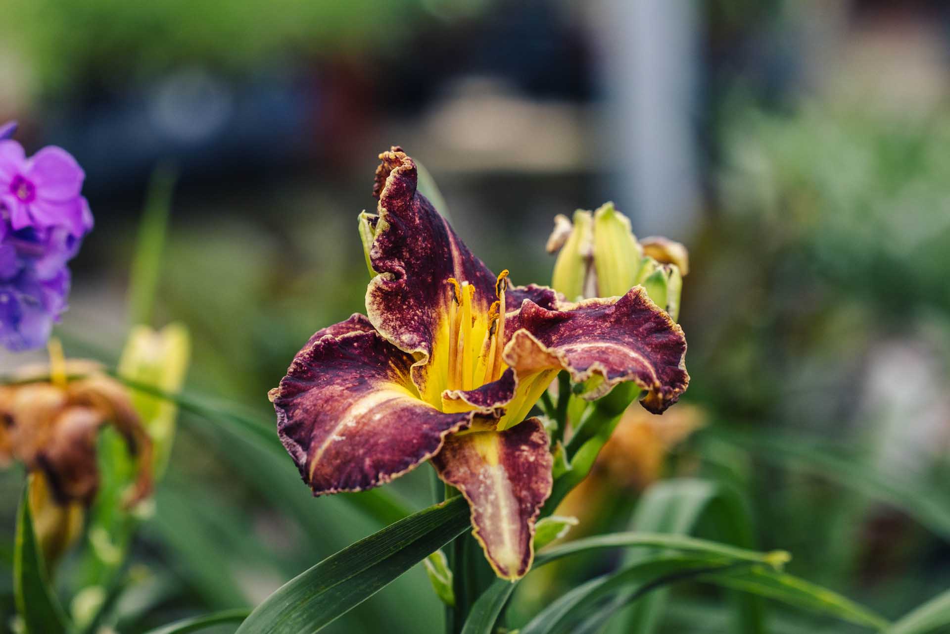 Daylily 'Storm of the Century' 1 Gallon