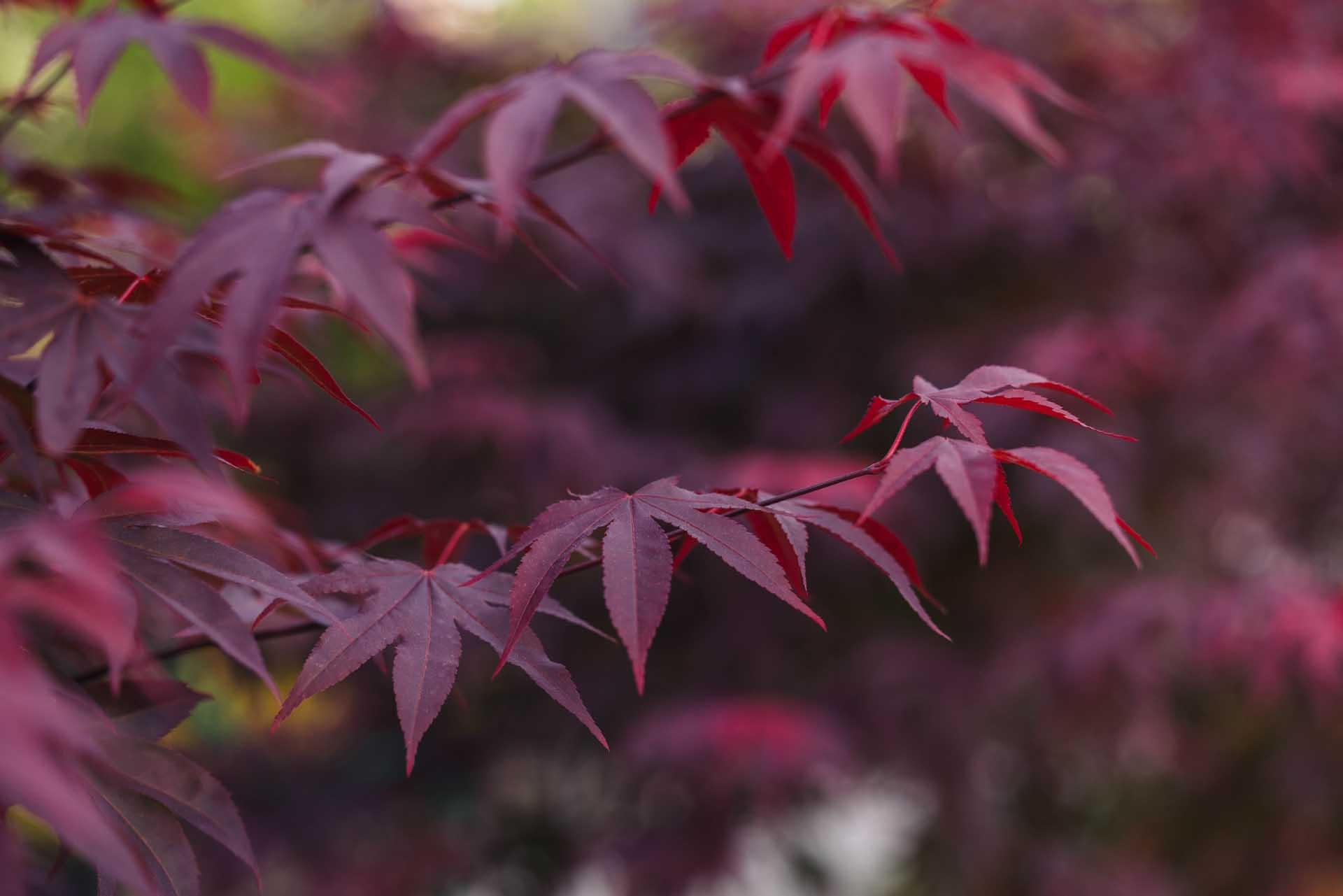 Japanese Maple 'Emperor One' Low Branch 7 Gallon