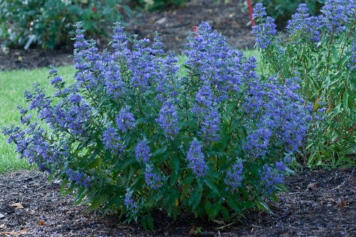 Bluebeard Beyond Midnight&reg; 3 Gallon
