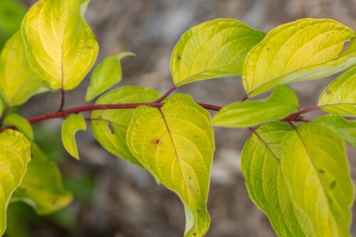 Red Twig Dogwood Neon Burst&trade; 3 Gallon