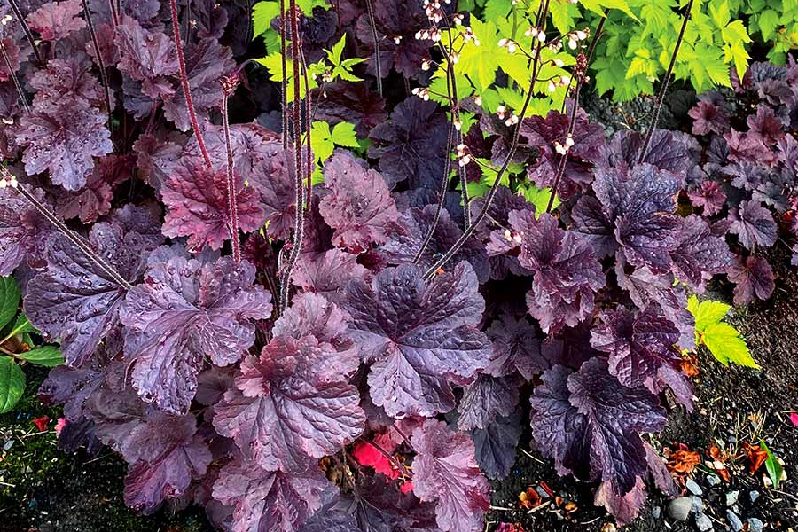 Coral Bells Northern Exposure&trade; Black 2 Gallon