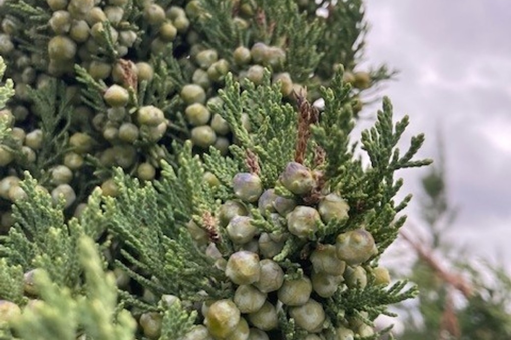 Chinese Juniper 'Trautman' 10 Gallon