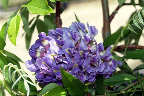 Wisteria 'Longwood Purple' 5 Gallon