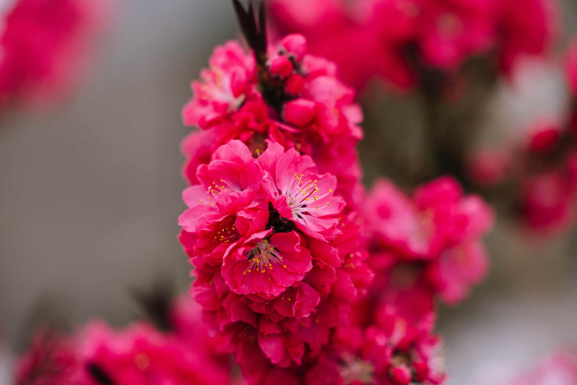 Patio Peach Ruby Ruffle&reg; 7 gallon