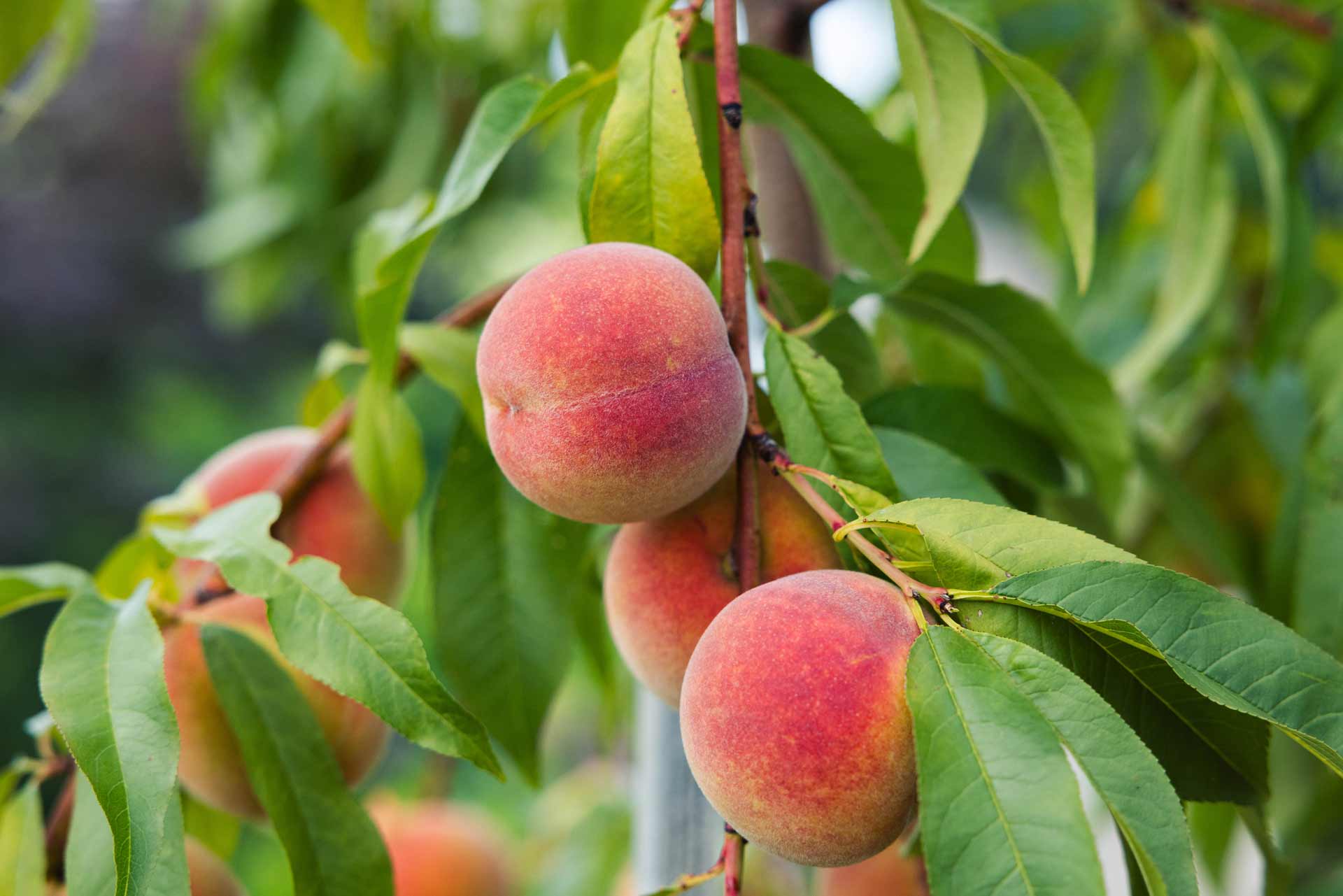 Peaches
