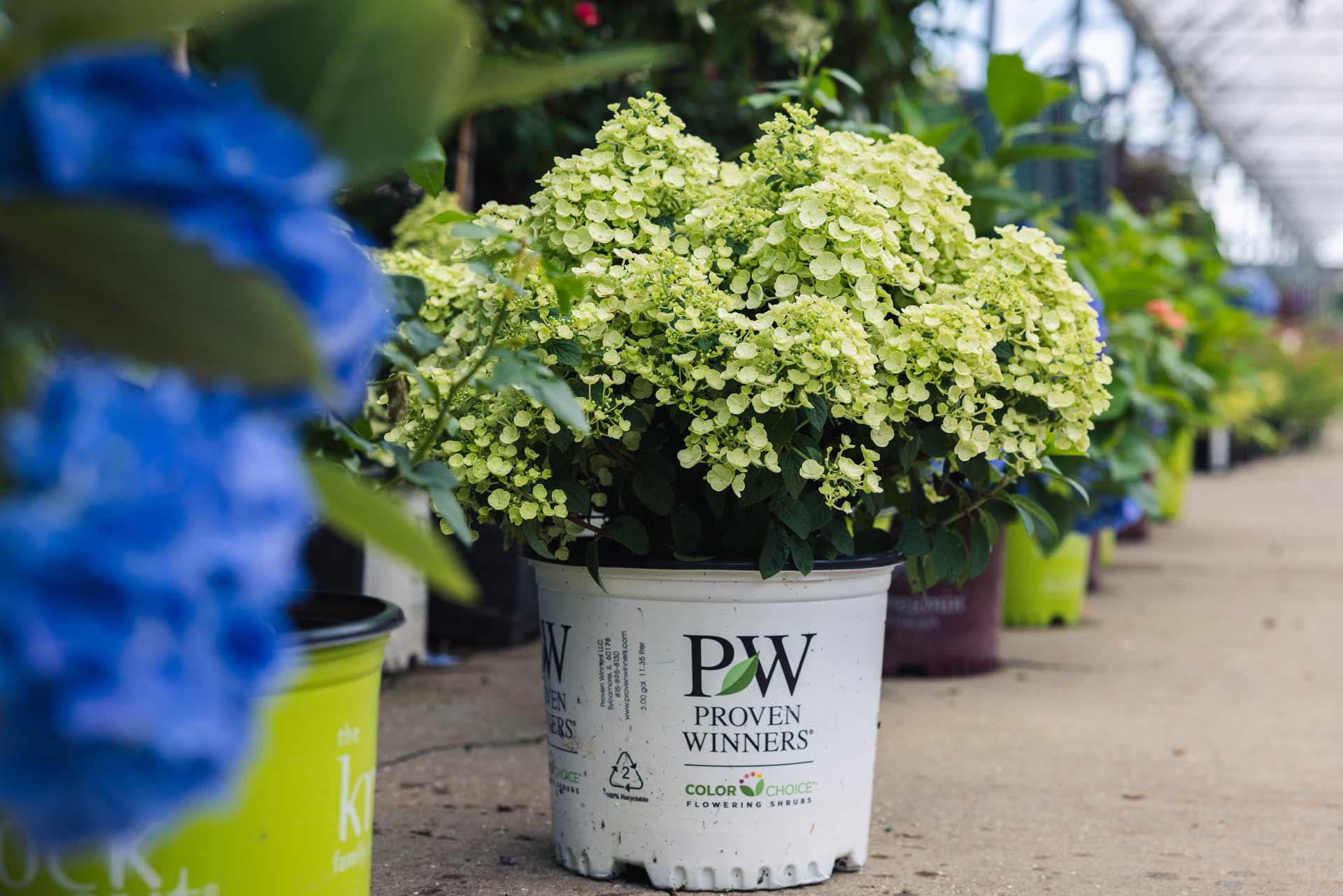 Panicle Hydrangea Tiny Quick Fire&reg; 3 Gallon