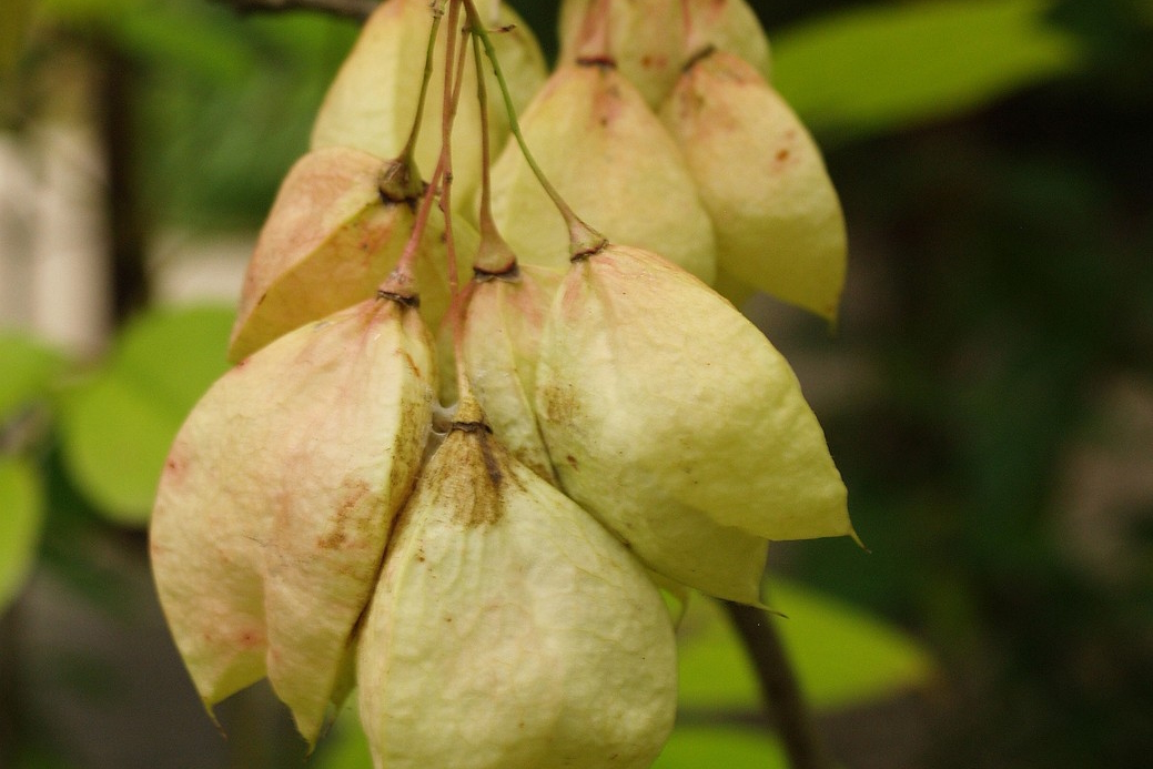 American Bladdernut 3 Gallon