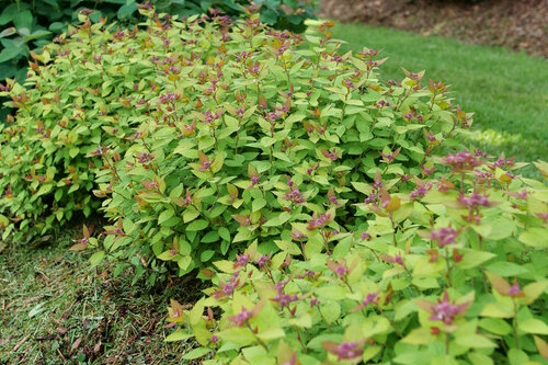 Spirea Double Play Dolly&reg; 3 Gallon