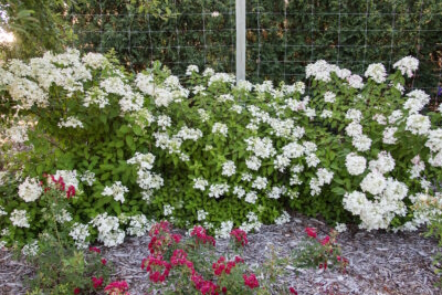 Panicle Hydrangea Diamond Rouge&reg; 3 Gallon