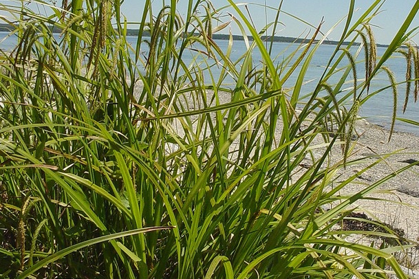 Fringed Sedge 2 Gallon