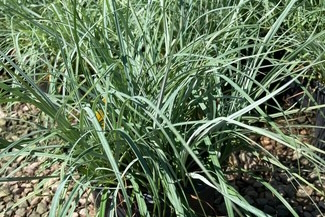 Blue Sedge 'Blue Zinger' 1 Gallon