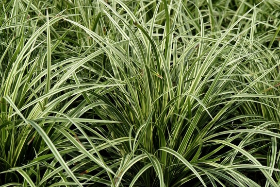 Morrow's Sedge 'Silver Sceptre' 1 Gallon