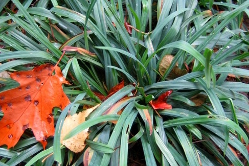 Blue Wood Sedge 2 Gallon