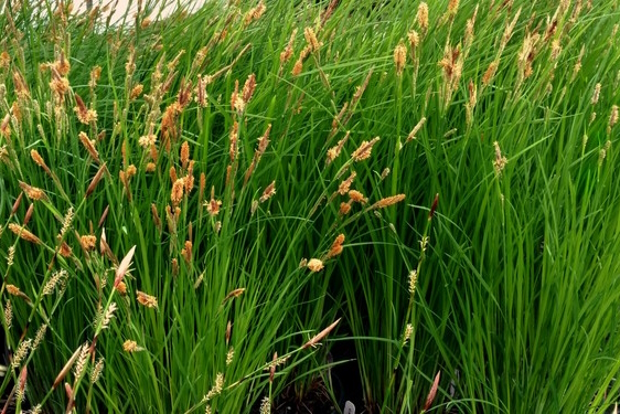 Shallow Sedge 1 Gallon