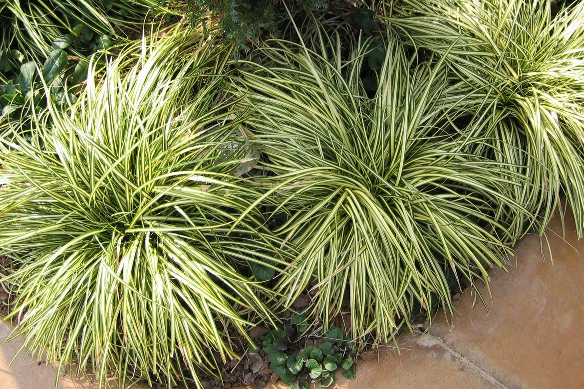 Morrow's Sedge 'Aurea-variegata' 2 Gallon