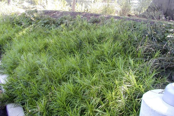 Palm Sedge 1 Gallon