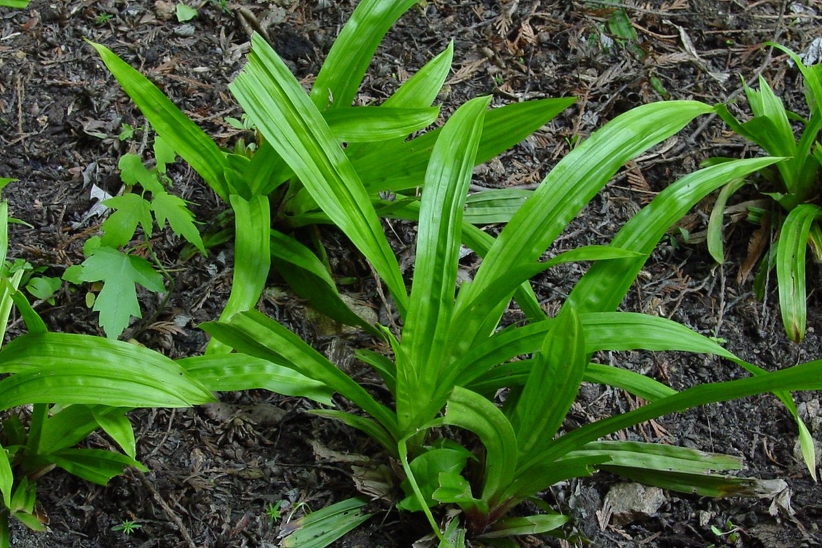 Plantainleaf Sedge 2 Gallon