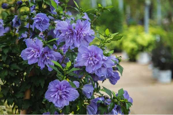 Rose of Sharon Blue Chiffon&reg; 7 Gallon