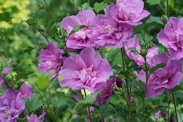 Rose of Sharon Dark Lavender Chiffon&reg; 3 Gallon