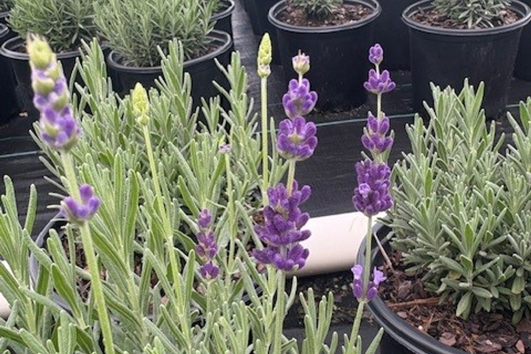 Lavender 'Hidcote' 1 Gallon