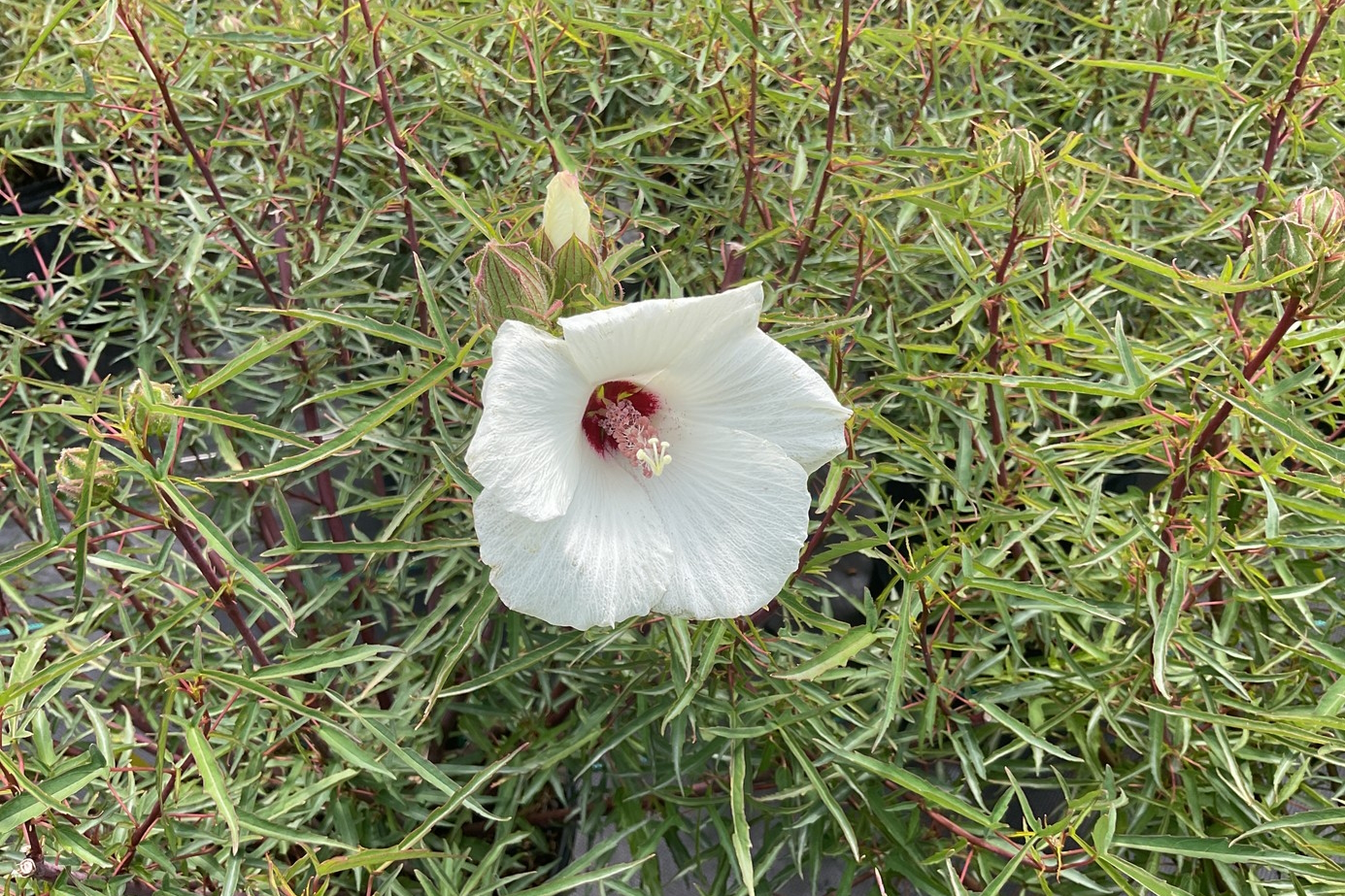Neches River Rose Mallow 3 Gallon