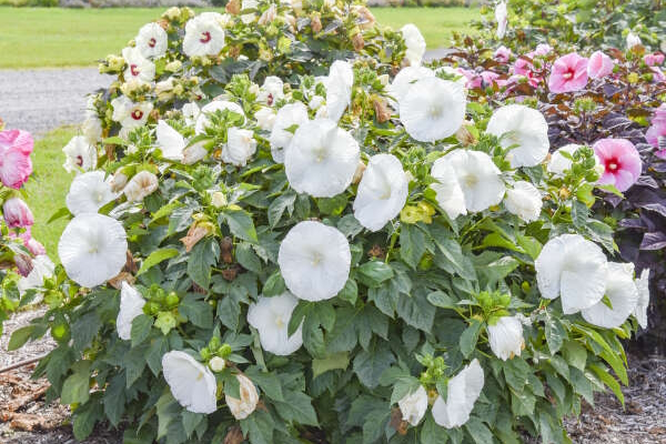 Hardy Hibiscus 'Marshmallow Moon' 3 G