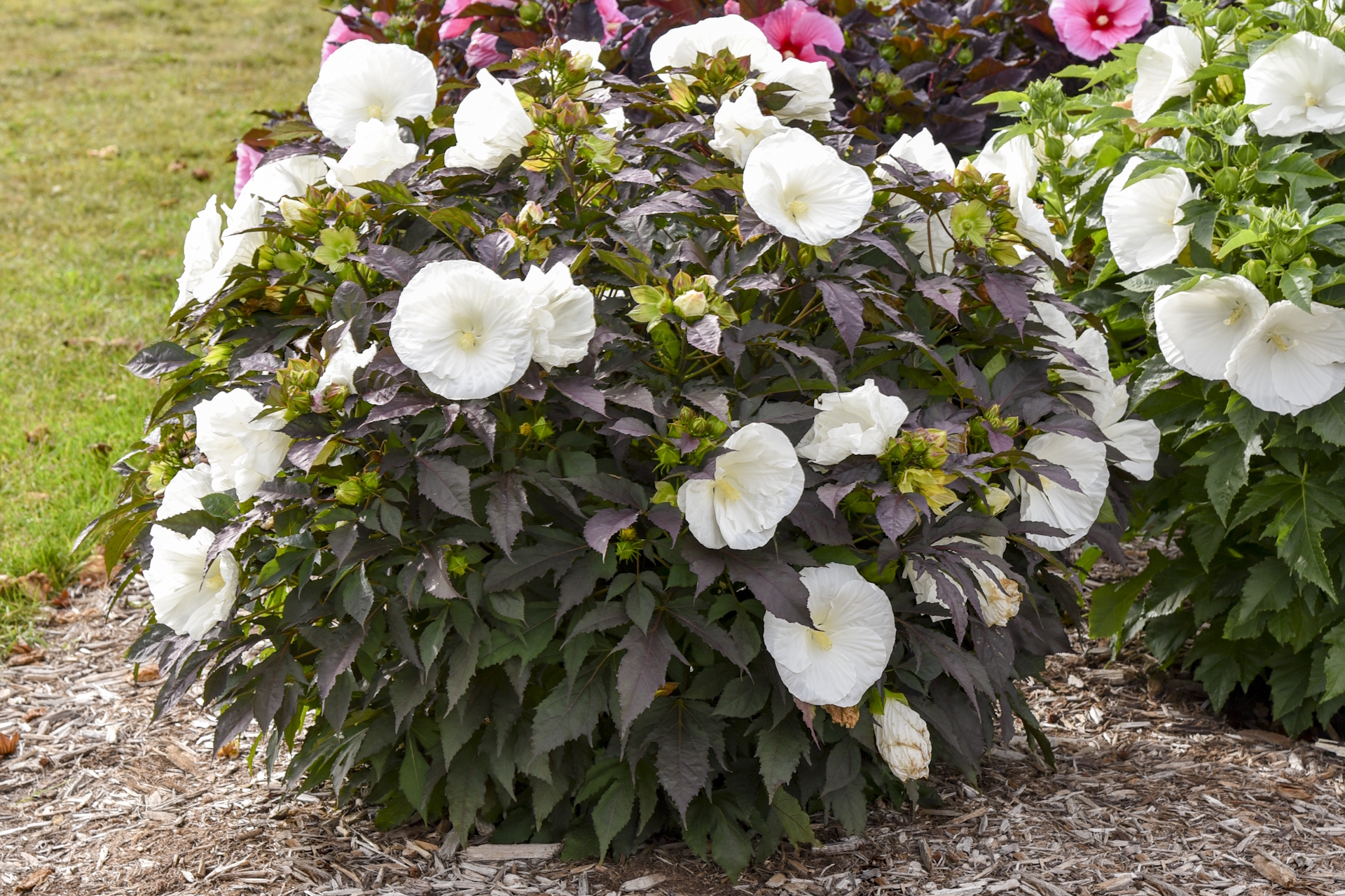 Hardy Hibiscus Summerific&reg; Cookies and Cream 3 G