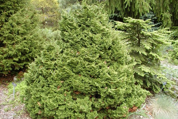 Dwarf Hinoki Cypress 'Kosteri' 7 Gallon