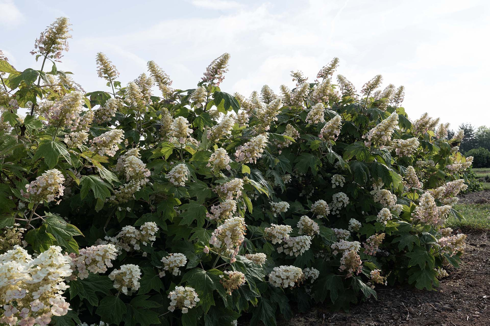 Oakleaf Hydrangea Autumn Reprise &trade; 3 Gallon