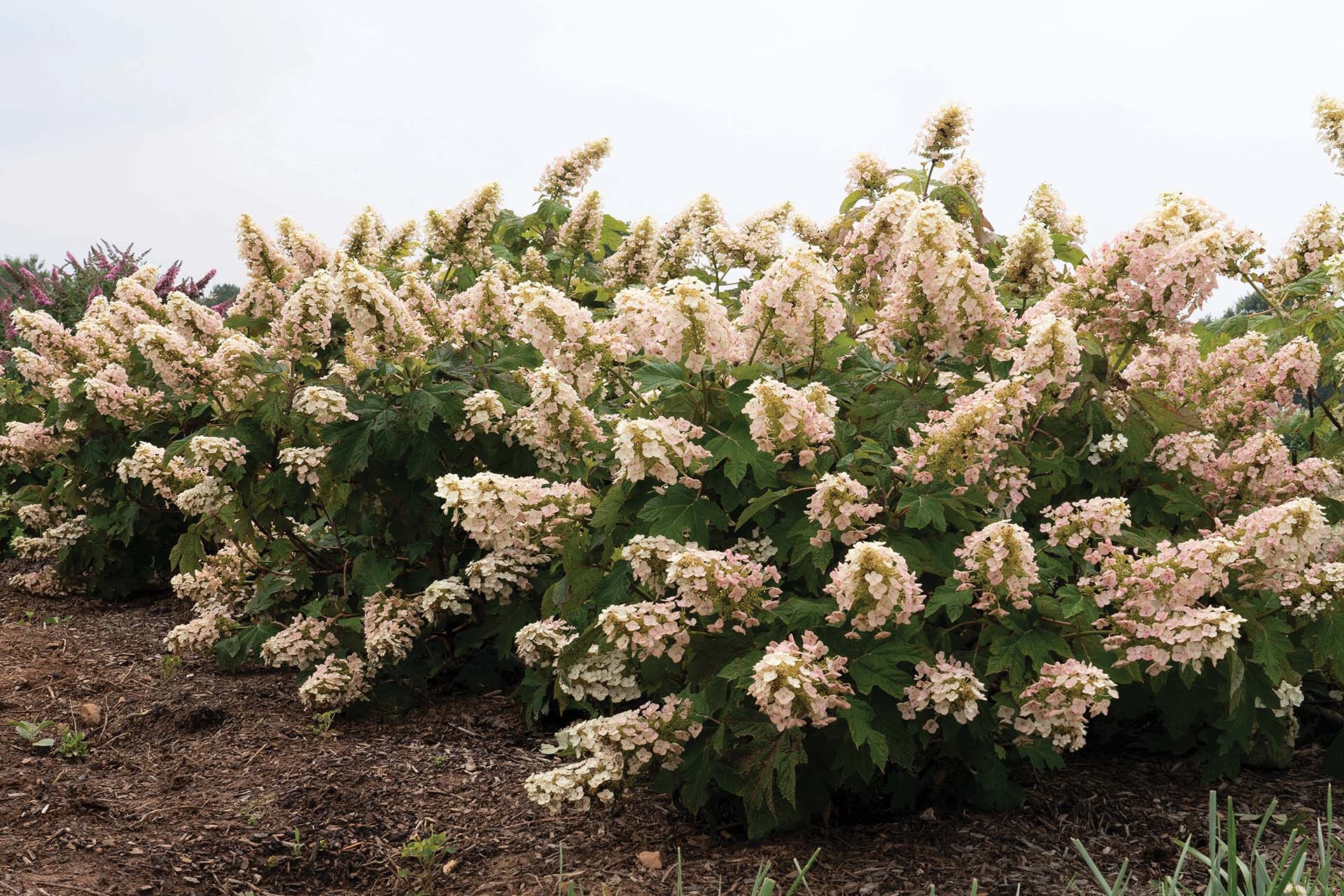 Oakleaf Hydrangea Li'l Annie Oakleaf&trade; 3 Gallon
